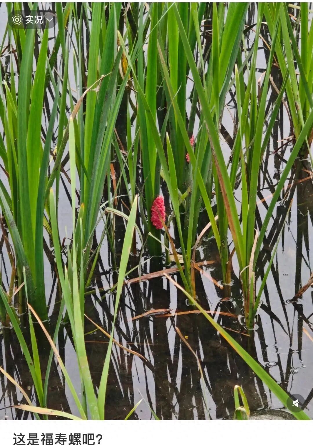 别吃！寄生虫多达6000条，这种生物近期正大量出现，严重可致死