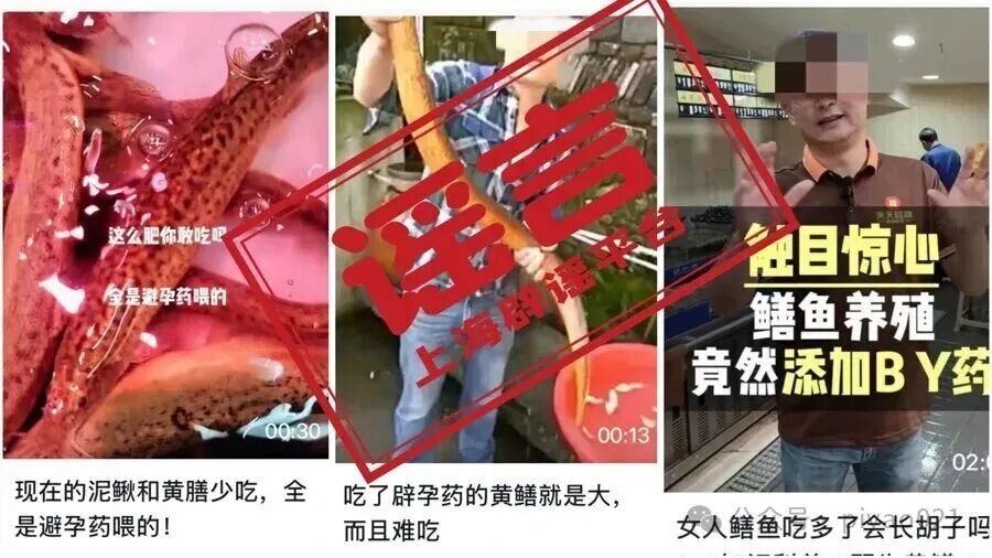 黄鳝在养殖过程中被喂了避孕药？这是传了近30年的谣言